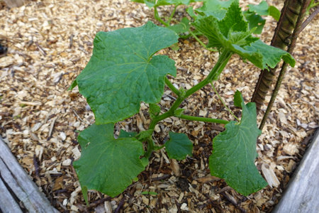Cucumber plant in the garden. Cucumis sativaの写真素材