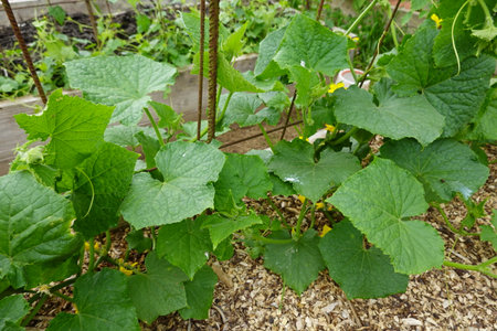 Cucumber plants growing in the garden. cucumis sativusの写真素材