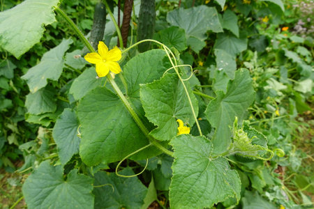 Cucumber plant growing in the garden. cucumis sativusの写真素材