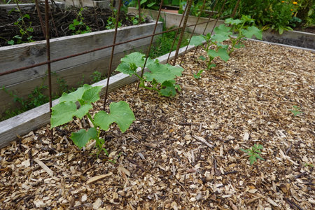 Pumpkin seedlings growing in a vegetable garden in spring.の写真素材