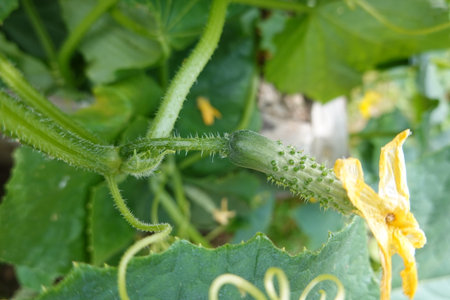 Cucumber growing in the vegetable garden. Select focus.の写真素材