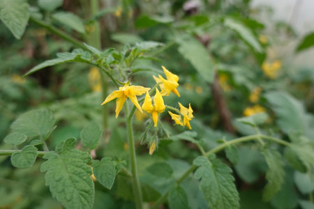 Yellow flowers of tomato plant in the garden. Select focus.の写真素材