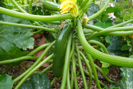 Zucchini growing in the garden. Zucchini is a herbaceous plant of the genus Cucurbita.の写真素材