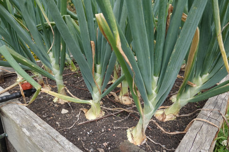 Organic leek plants growing in the garden. Spring season.の写真素材
