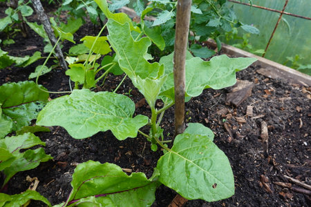 Young beets growing in the garden. Selective focus. nature.の写真素材