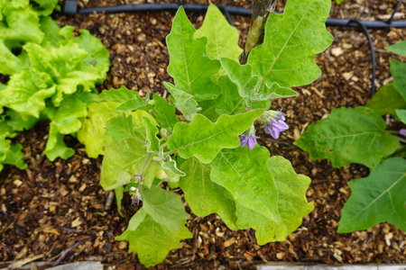 Eggplant plant in the vegetable garden. Gardening concept.の写真素材