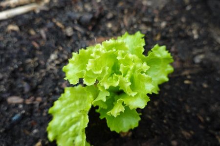 Red oak Lettuce, hydroponic vegetable in the gardenの写真素材