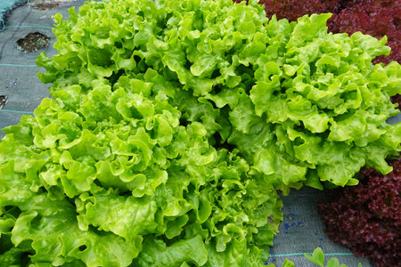 Lettuce in the vegetable garden, closeup of photo.の写真素材