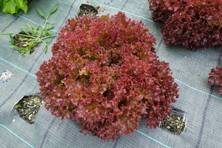 Lettuce hydroponic vegetable growing in garden, stock photoの写真素材