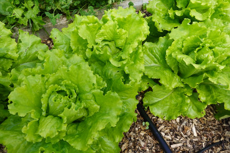 Green and red lettuce in hydroponic vegetable farm, stock photoの写真素材