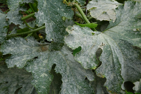 Fungal attack on zucchini leaves. Oidium on backyard garden plantの写真素材