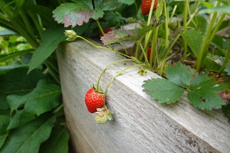 Strawberry growing in the garden. Strawberries in the garden.の写真素材