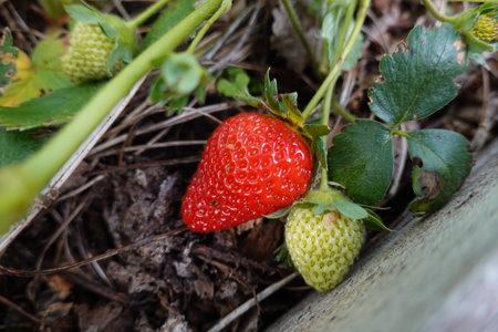 Strawberry growing in a garden. Selective focus with shallow depth of field.の写真素材