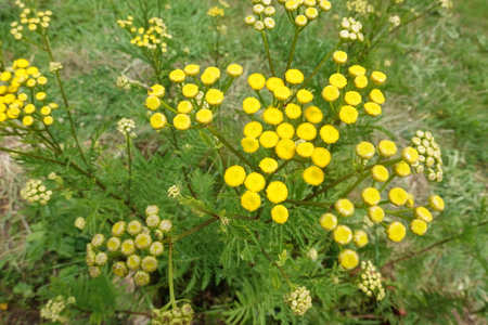 Tansy (Achillea millefolium)の写真素材