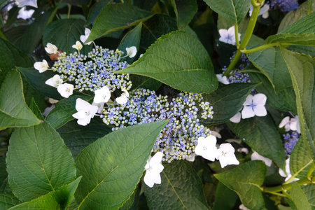 Hydrangea macrophylla white and blue flowers in the garden