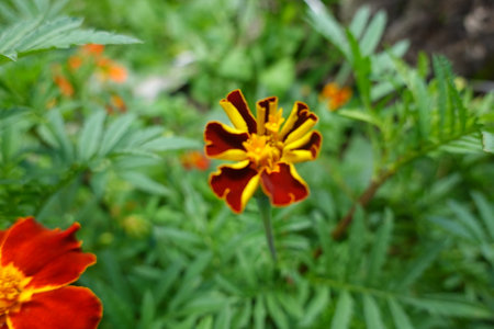 Tagetes erecta, Mexican marigold, Aztec marigold, African marigold, African marigold, African marigold, African marigold.の写真素材