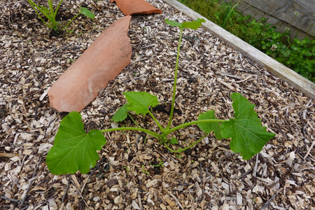 Gardening concept. Young cucumber growing in the garden.の写真素材