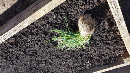 onion seedlings in the ground in the spring, top viewの写真素材