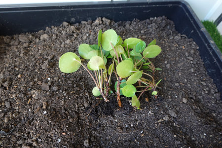 Seedlings of radish in a pot on a background of soil