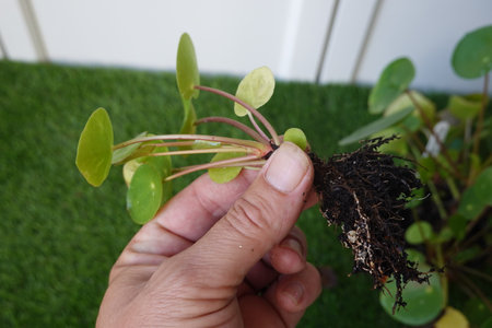 Seedlings of a plant in the hands of a man.の写真素材