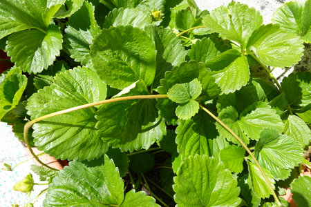 Strawberry leaves in the garden, close-up of photoの写真素材