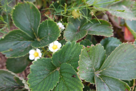 Strawberry plant with white flowers and green leaves in the gardenの写真素材