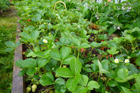 Strawberry plants growing in the garden, close-up.の写真素材
