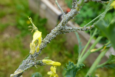 aphid attack on cruciferous crop. Aphid eats kale plant. Disaster in backyard garden. plague