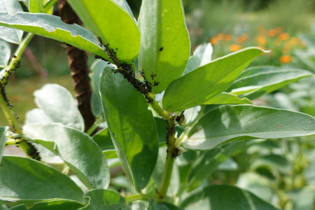 Aphid infestation of broad bean crop. aphid attack in the backyard garden. pest in garden