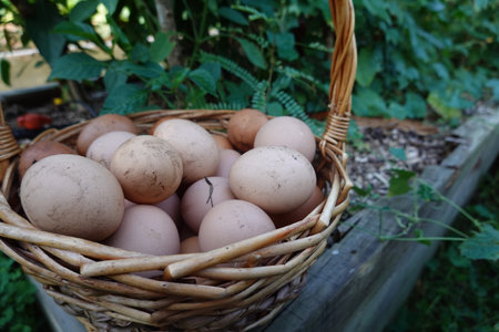 collecting home-grown eggs from chicken coops. Home eggs collected from hens in the backyard garden. egg basket in gardenの写真素材
