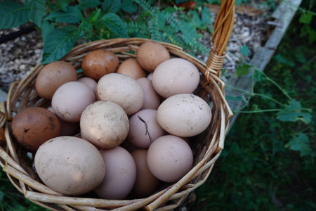 collecting home-grown eggs from chicken coops. Home eggs collected from hens in the backyard garden. egg basket in gardenの写真素材