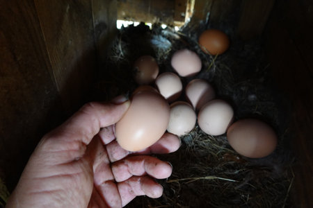 collecting home-grown eggs from chicken coops. Home eggs collected from hens in the backyard garden. egg basket in gardenの写真素材