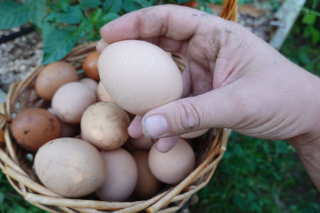 collecting home-grown eggs from chicken coops. Home eggs collected from hens in the backyard garden. egg basket in gardenの写真素材