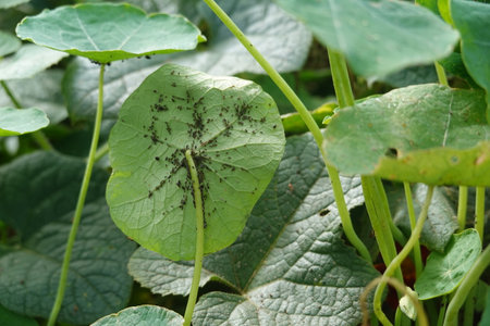aphid pest attack on backyard garden crop. aphid attacks nasturtium trap plant in gardenの写真素材