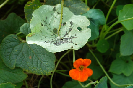 aphid pest attack on backyard garden crop. aphid attacks nasturtium trap plant in gardenの写真素材