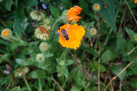 Bee perched on a marigold flower. Pollinator in the garden collecting pollen, macro close-up photo.の写真素材
