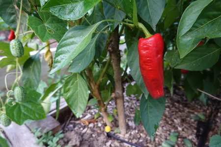 growing peppers in the backyard garden. red bell pepper to harvest. planting chili peppers in raised beds backyardの写真素材