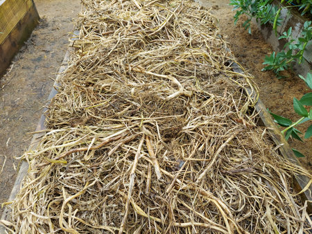 Dry grass and roots in the vegetable garden, stock image.の写真素材
