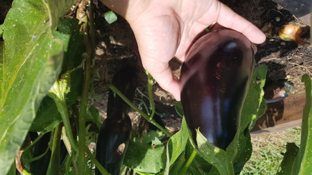 farmer harvesting eggplant. mature eggplant crop. purple eggplant plant.の写真素材