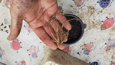 small asparagus root for potting. growing asparagus in the backyard garden