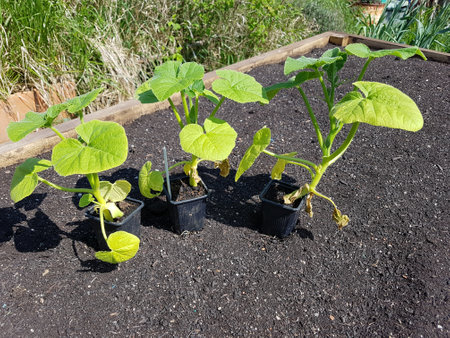 young pumpkin plants for transplanting in the backyard garden. growing pumpkin in seedlings.の写真素材