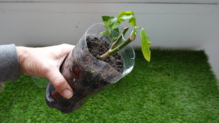 man successfully holds the cutting of a lemon tree, lemon tree propagated from a branch, cuttings with water rootsの写真素材