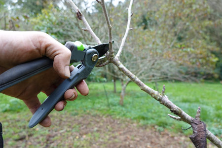 man pruning fruit trees in autumn. deciduous tree for pruning in fruit field