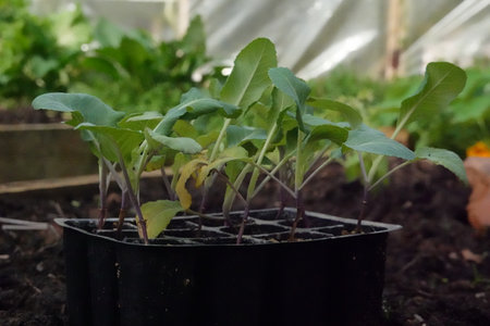 cauliflower seedbed in the urban vegetable garden. macro of cruciferous seedlings for plantingの写真素材