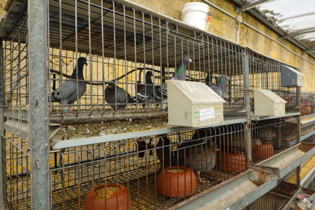 caged birds for sale. sale of pigeons to breed at home in pet storeの写真素材