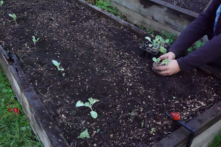 gardener plants cabbages in raised wooden bed. urban vegetable garden concept and home growing with young cabbage plantsの写真素材