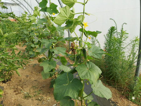 cucumber plants growing in greenhouses in rows and climbing on a rope. cucumber with flowersの写真素材