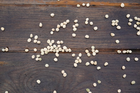 pea seeds for sowing with woody bottom scattered all over the bottomの写真素材