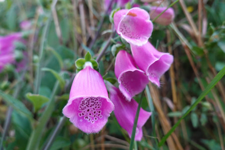 wild foxglove flower. Digitalis purpurea in the forest full of purple flowers. foxglove