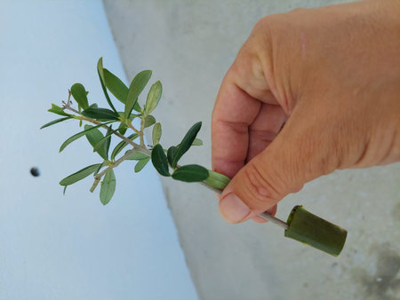 olive tree cuttings in aloe vera leaf to take root, olive tree reproductionの写真素材
